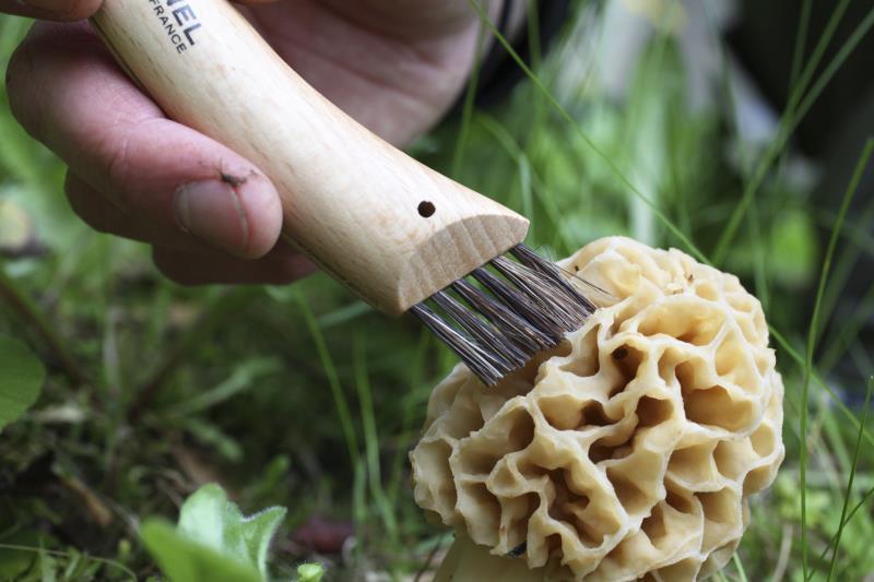 No.8 Mushroom Knife - beechwood 1
