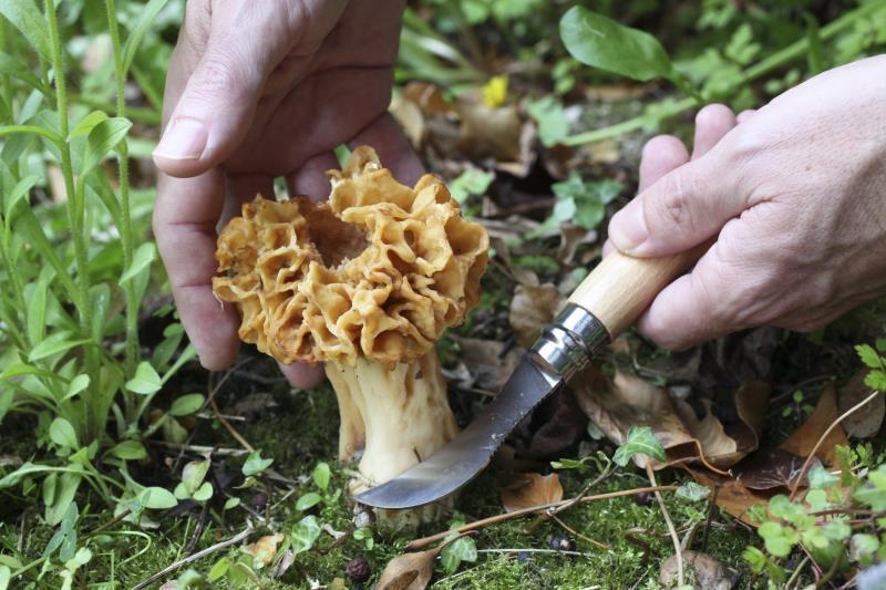No.8 Mushroom Knife - beechwood 1