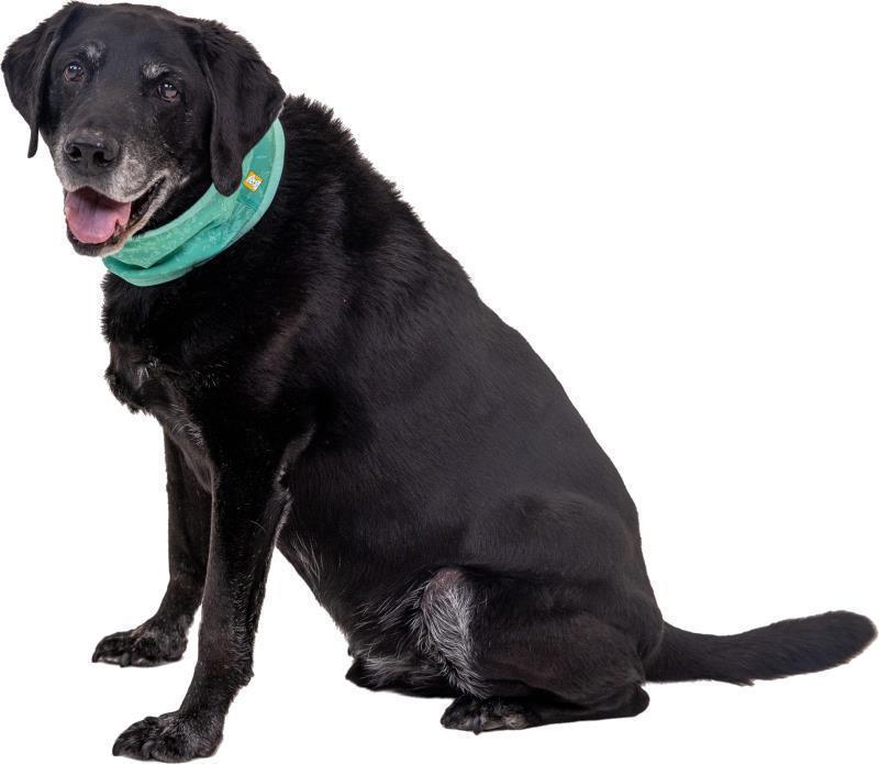 Swamp Cooler Neck Gaiter - Aurora Teal / Heliotrope Purple 6