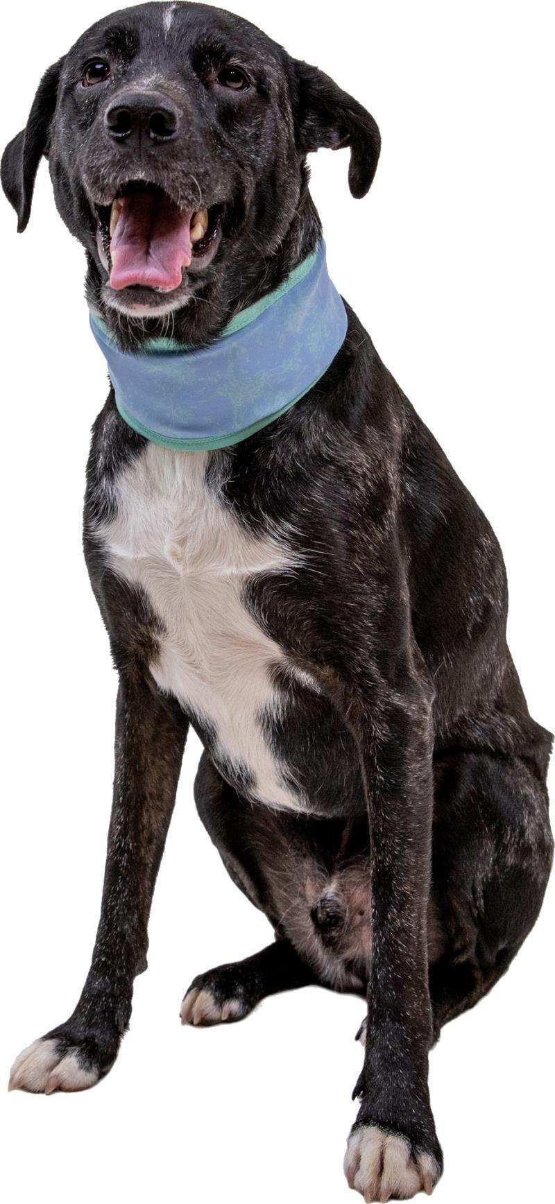 Swamp Cooler Neck Gaiter - Aurora Teal / Heliotrope Purple 7
