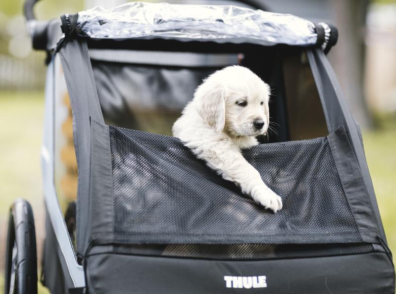 Courier Pet Kit - Aegean Blue 4